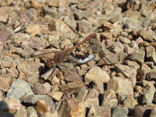 LIBELLULA