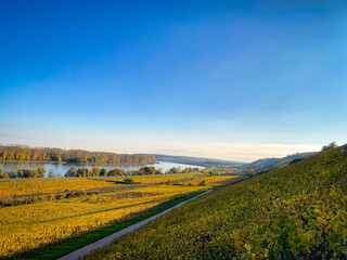 Weinreben im Herbst bei Sonnenuntergang