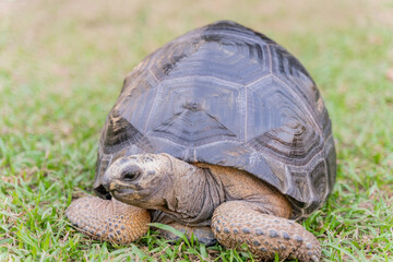 Obraz premium This photo captures an Aldabra giant tortoise leisurely walking across a grassy field. With its ancient, textured shell and powerful claws