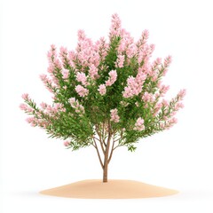 Fototapeta premium A beautiful pink flowering tree on a sandy base.