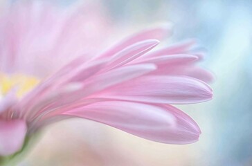 Naklejka premium Soft Focus Pink Gerbera Daisy Petals