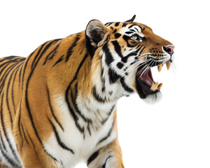 Fototapeta premium Tiger roaring, fierce expression on a transparent or white isolated background.