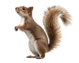 Squirrel standing upright, transparent or white isolate background.