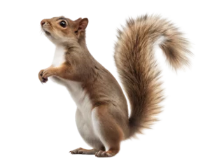 Squirrel standing upright, transparent or white isolate background.