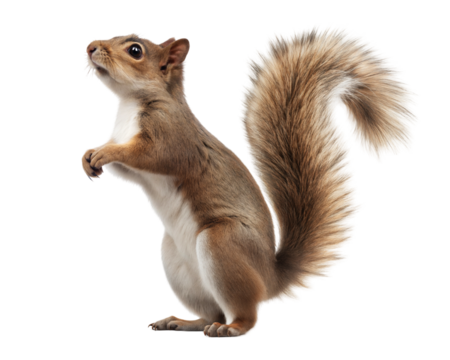 Squirrel standing upright, transparent or white isolate background.