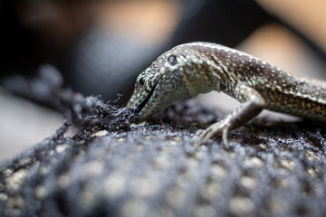 Closeup shot of a common Wall Lizard, scientifically named Podarcis muralis