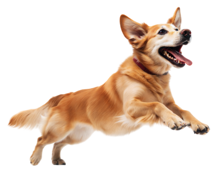 Happy dog jumping playfully, transparent or white isolate background