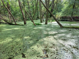 flooded forest, river
