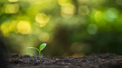 Green sprout growing from seed. Seedling Young plant growing in garden. Green world and earth day concept. Green leaves, natural growth, and sunlight, the concept of agriculture.