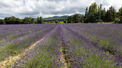 Champs de Lavande