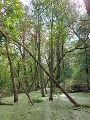 flooded forest, river