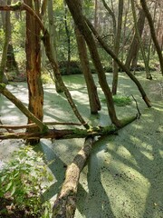 flooded forest, river