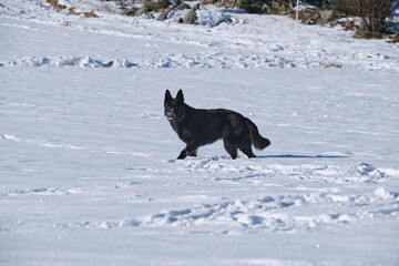 Obraz premium A beautiful German Shepherd dog is playing on a snowy meadow on a sunny day in Bredebolet in Skaraborg in Sweden in winter