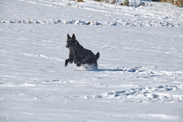A beautiful German Shepherd dog is playing on a snowy meadow on a sunny day in Bredebolet in...