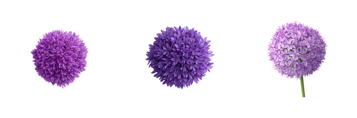 Fototapeta premium Bright purple allium flowers in clustered spherical shapes, showcasing beauty, isolate white background
