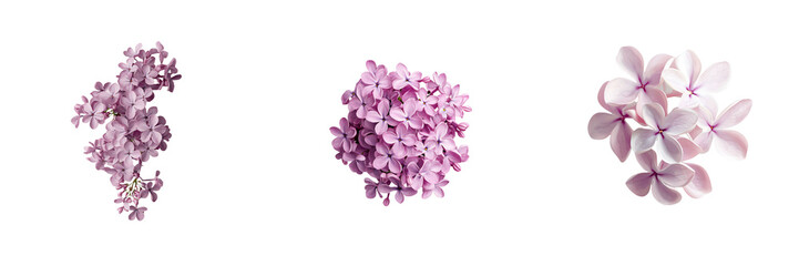 Fototapeta premium beautiful cluster of light blush lilac flowers in various arrangements, isolate white background