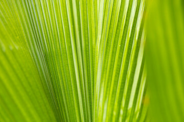Close Up View of Green Palm Leaf Texture