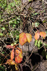 Closeup of golden Blackberry leaves in Autumn, Derbyshire England
