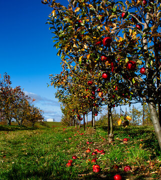 red apple tree farm in autumn