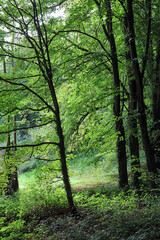 Obraz premium English woodland dell, Derbyshire England 