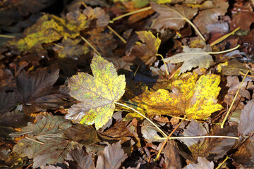 Golden Sycamore leaves in Autumn, Derbyshire England
