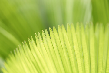 Close Up of Green Palm Leaf Texture