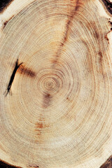 Naklejka premium Wood pattern, view of wooden surface with natural tree rings of juniper, grain and line patterns, organic textures in earthy tones. For nature, woodworking, or organic design themes, vertical