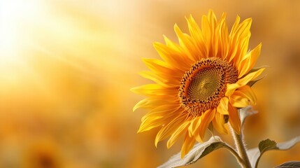 A single sunflower's vibrant yellow petals extend towards a sunlit sky, capturing the essence of warmth and nature's beauty as it embraces the golden sunset glow.