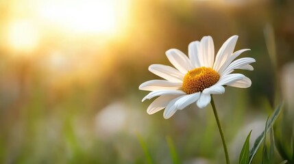 A single daisy stands in focus amid a softly blurred meadow, with the warm glow of sunlight in the background creating a serene, peaceful scene full of natural beauty.