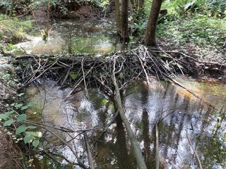 Beaver water dam