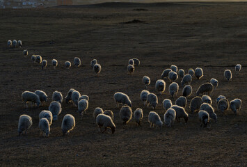 Russia. North-Eastern Caucasus. Dagestan. A flock of sheep graze peacefully on the slopes of the...