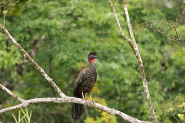 Crested guan