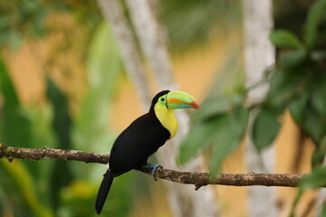 Keel-billed toucan