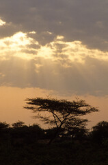 Coucher de soleil, orage, savane, Réserve de Masai Mara, Kenya
