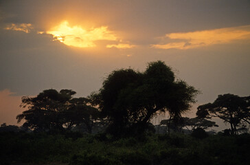Obraz premium Coucher de soleil, orage, savane, Réserve de Masai Mara, Kenya