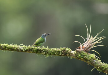  female Shining honeycreeper