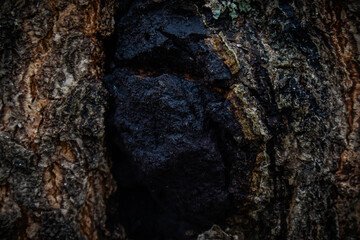Chaga mushroom on the tree