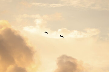 Parrots flying in the sunset