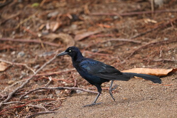 Great-tailed grackle