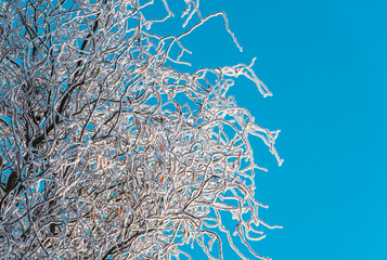 Winter view of a willow tree, branches covered with frost, blue clear sky in the background. On the right is an open field.