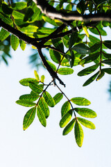 Green leaves macro nature background