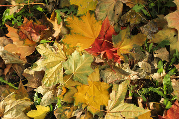 Colorful autumn leaves on the ground. Autumn leaves texture. Multicolor leaves. Fallen leaves