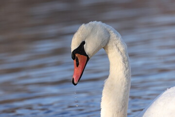 Mute swan portrait