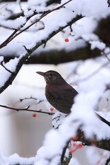 Common blackbird in winter with red berrys