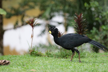 Male Great curassow