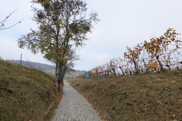 葡萄畑を抜ける散歩道