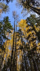 finnischer Wald im Herbst