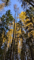 finnischer Wald im Herbst