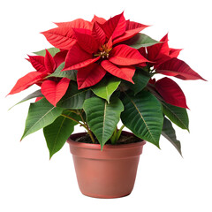 poinsettia flower in a pot