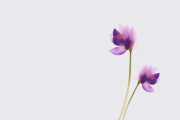 Minimal watercolor illustration of a saffron flower against white background with copy space. Delicate crocus flower blooming in the spring.